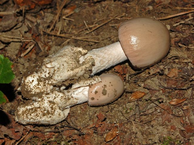 Due piccoli funghi da determinare